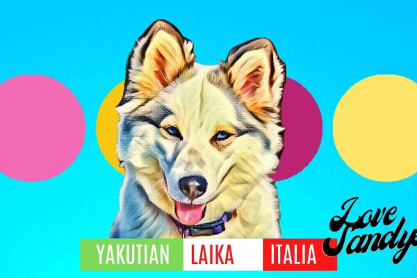 01 Yakutian Laika ITALIA Love Sandys