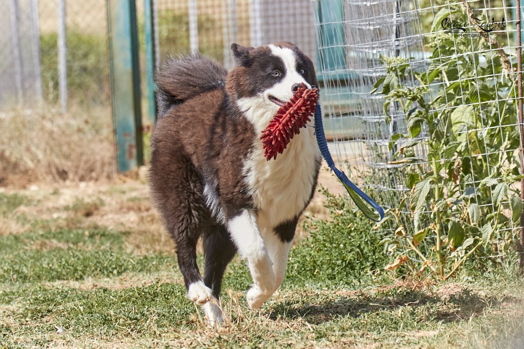 Ranger