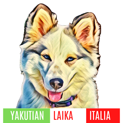 Yakutian Laika Italia Stella Nascente